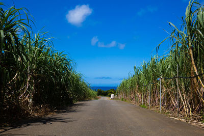 Empty road along plants and trees against sky