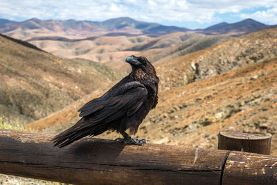 Bird perching on wood against mountains