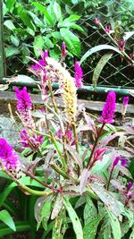 Close-up of pink flowers