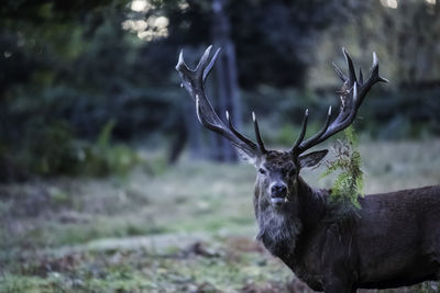 Portrait of red deer standing on field