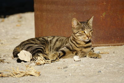 Close-up of cat lying down