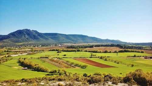 Scenic view of agricultural field against clear blue sky