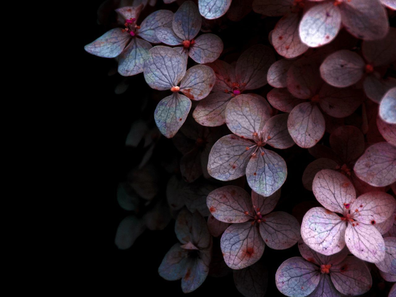 close-up, plant, studio shot, black background, fragility, group of objects, freshness, growth, hydrangea, nature, large group of objects, outdoors, flower head, arrangement, overhead view, full frame, botany, beauty in nature, tranquility, in bloom, no people