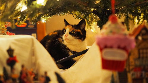 Portrait of cat sitting at home under the christmas tree.