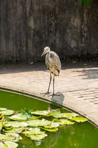 Duck drinking water