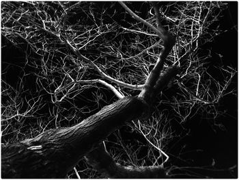 Close-up of tree trunk in forest at night