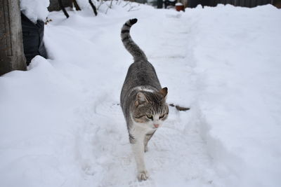 Full length of a cat in snow