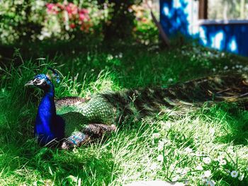 Side view of a bird on land