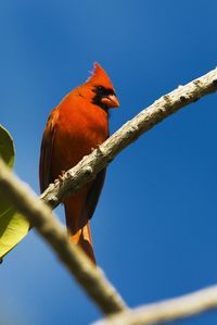 Low angle view of birds perching on branch