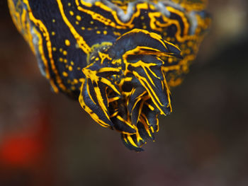 Close-up of yellow plant