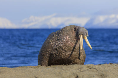 View of bird on beach against sky