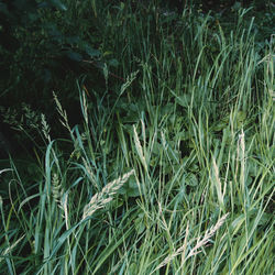 Full frame shot of grass on field