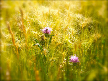 Close-up of purple flowering plant on field