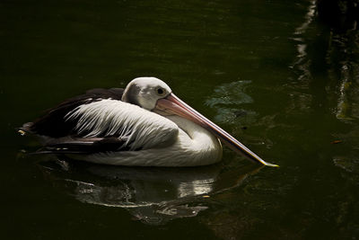 Pelican swimming in lake