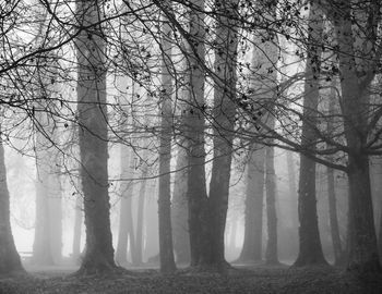 Bare trees in forest