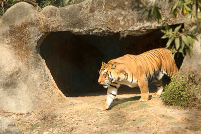 Close-up of cat