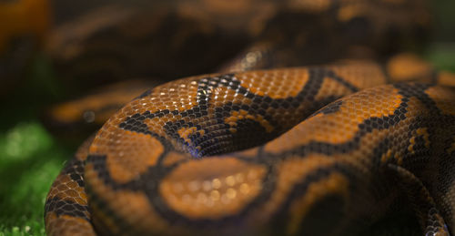 Close-up of snake