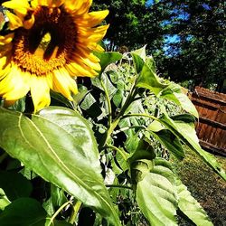 Close-up of sunflower