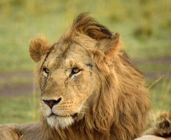 Close up of lions head with his gaze to one side