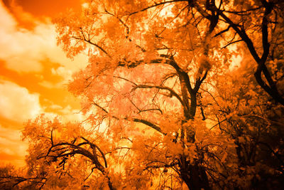 Low angle view of tree against orange sky