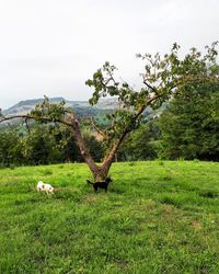 Trees on field against sky