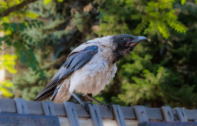 Low angle view of bird perching on wood