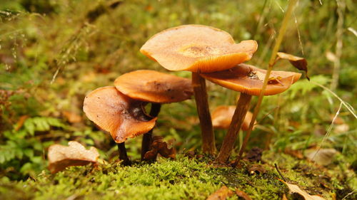 Close-up of fly agaric mushroom