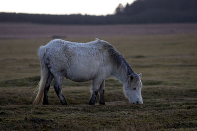 Horse standing on field against sky