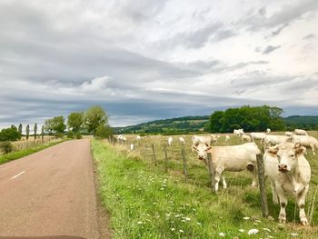 Cows on field against sky