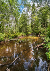 Stream flowing in forest