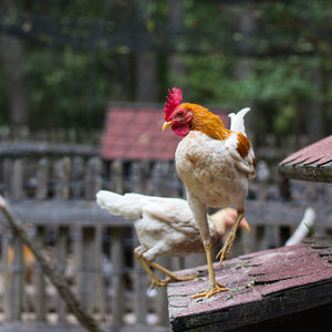 Birds perching on a bird