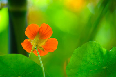 Close-up of orange flowers