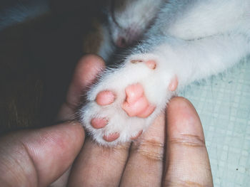Close-up of hand holding animal