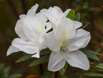 Close-up of white flowers blooming outdoors