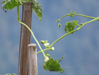 Low angle view of plant against sky