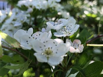 Close-up of white cherry blossoms