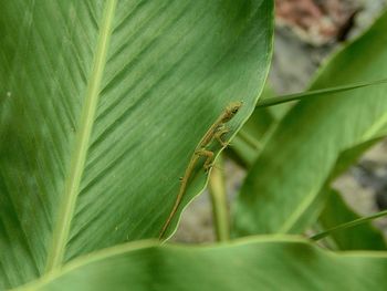 Close-up of insect on leaf