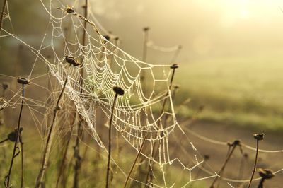 Close-up of spider web on plant