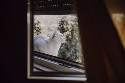 Cat looking through window at home