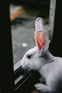 Close-up of cat looking at camera