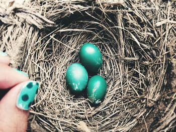 Cropped hand of woman over nest with robin eggs