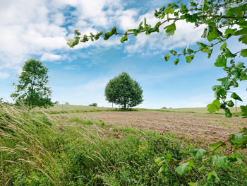 Scenic view of field against sky