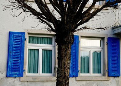 Blue tree against built structure