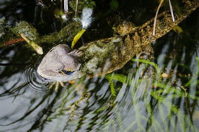 Close-up of turtle on tree trunk