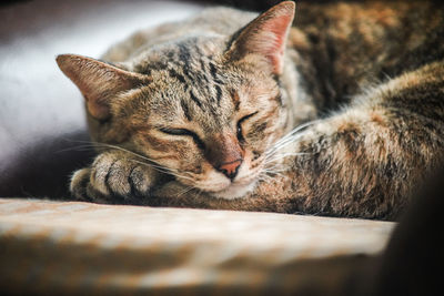 Close-up of cat resting