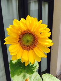 Close-up of sunflower blooming outdoors