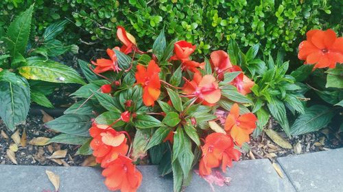 Orange flowers blooming outdoors