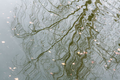 High angle view of leaf floating on lake