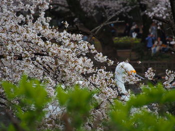 Close-up of white cherry blossom tree