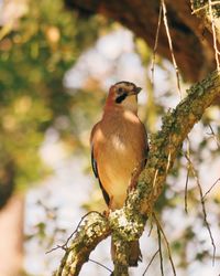 Close-up of bird perching on branch